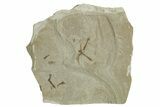 Crane Fly (Tipulidae) Mortality Plate - Green River Formation #356615-1